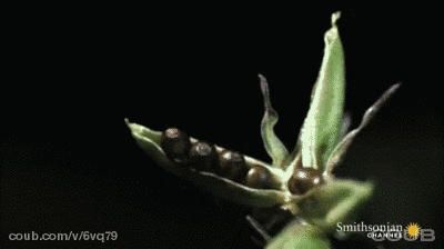 【图】世界上最有力气的果实，喷瓜能将种子喷射15米远