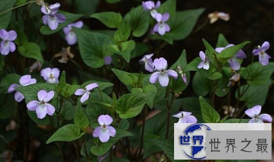 【图】世界上最有力气的果实，喷瓜能将种子喷射15米远