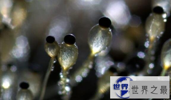 【图】世界上最有力气的果实，喷瓜能将种子喷射15米远