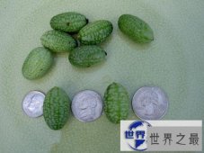 【图】世界最小西瓜佩普基诺，只有3厘米大(1口10个)
