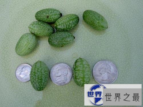 【图】世界最小西瓜佩普基诺，只有3厘米大(1口10个)