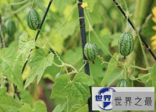 【图】世界最小西瓜佩普基诺，只有3厘米大(1口10个)