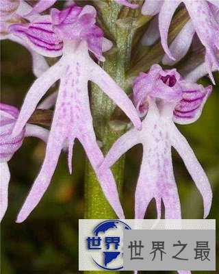 【图】盘点世界之最蔬菜，世界最重胡萝卜20.34斤已成精