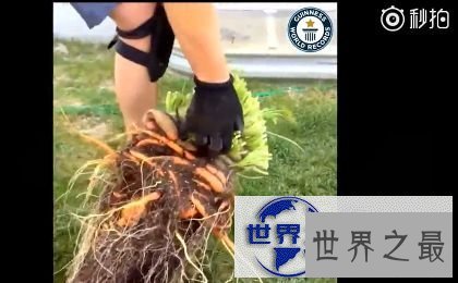 【图】盘点世界之最蔬菜，世界最重胡萝卜20.34斤已成精