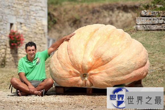 【图】盘点世界之最蔬菜，世界最重胡萝卜20.34斤已成精