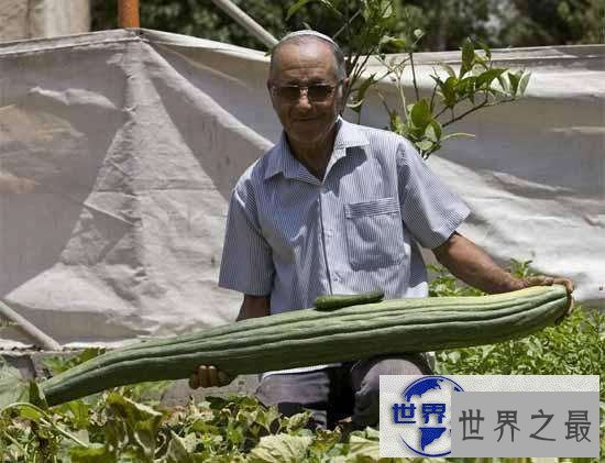 【图】盘点世界之最蔬菜，世界最重胡萝卜20.34斤已成精