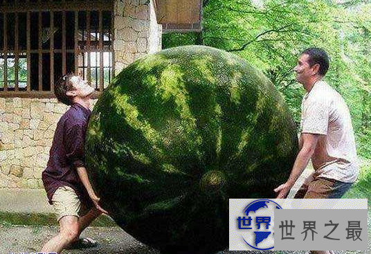 【图】盘点世界之最蔬菜，世界最重胡萝卜20.34斤已成精