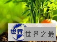 【图】盘点世界之最蔬菜，世界最重胡萝卜20.34斤已成精
