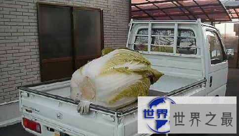 【图】盘点世界之最蔬菜，世界最重胡萝卜20.34斤已成精