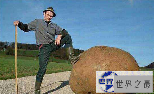 【图】盘点世界之最蔬菜，世界最重胡萝卜20.34斤已成精