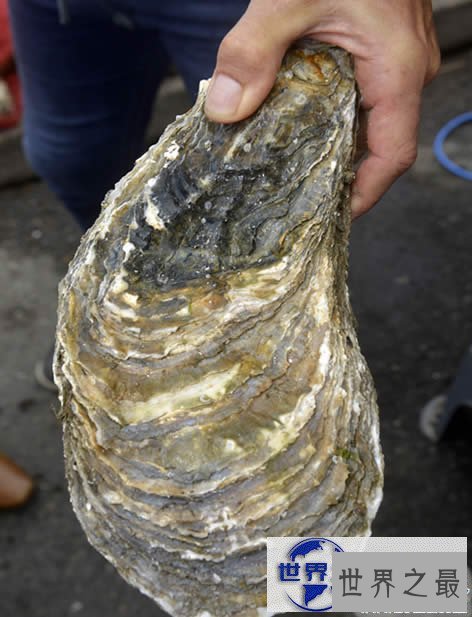 【图】世界上最大的牡蛎，重达4.3斤(载入吉尼斯纪录