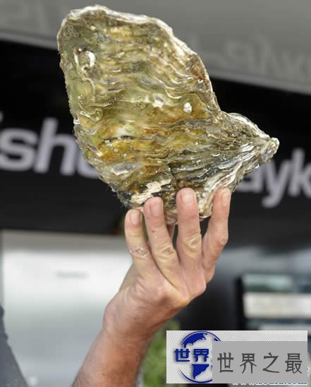 【图】世界上最大的牡蛎，重达4.3斤(载入吉尼斯纪录