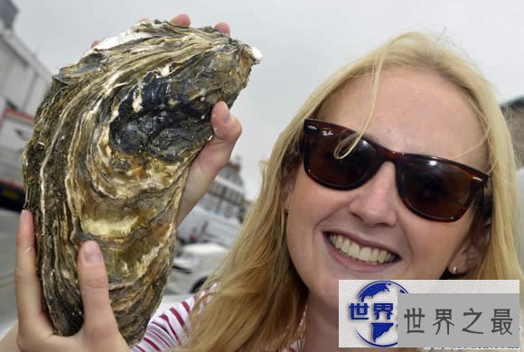 【图】世界上最大的牡蛎，重达4.3斤(载入吉尼斯纪录
