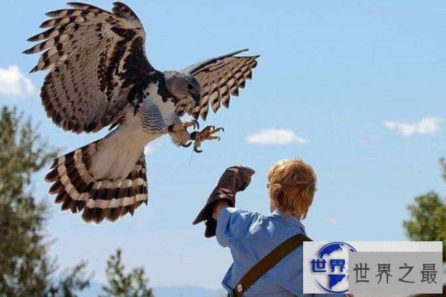 【图】世界上最凶猛的鸟禽，角雕(攻击力如灰熊般厉害