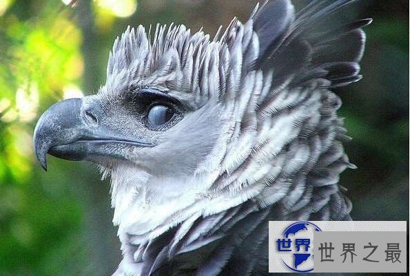 【图】世界上最凶猛的鸟禽，角雕(攻击力如灰熊般厉害