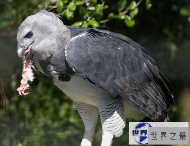 【图】世界上最凶猛的鸟禽，角雕(攻击力如灰熊般厉害