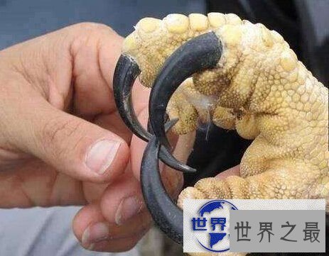 【图】世界上最凶猛的鸟禽，角雕(攻击力如灰熊般厉害