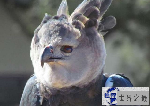 【图】世界上最凶猛的鸟禽，角雕(攻击力如灰熊般厉害