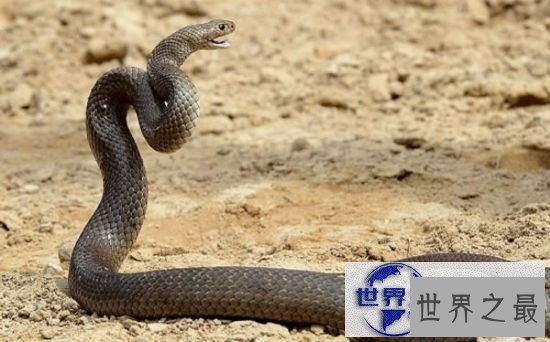 【图】世界十大毒蛇排名，贝尔彻海蛇一口杀死1000人