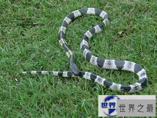 【图】世界十大毒蛇排名，贝尔彻海蛇一口杀死1000人