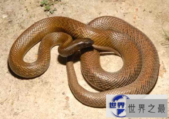 【图】世界十大毒蛇排名，贝尔彻海蛇一口杀死1000人