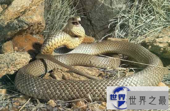 【图】世界十大毒蛇排名，贝尔彻海蛇一口杀死1000人