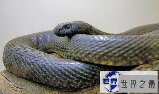 【图】世界十大毒蛇排名，贝尔彻海蛇一口杀死1000人