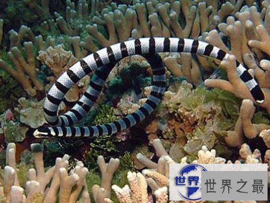 【图】世界十大毒蛇排名，贝尔彻海蛇一口杀死1000人