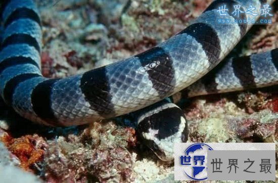【图】世界十大毒蛇排名，贝尔彻海蛇一口杀死1000人