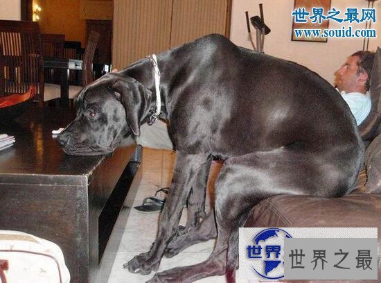 【图】世界最高大的狗，大乔治身长2.2米比人还高