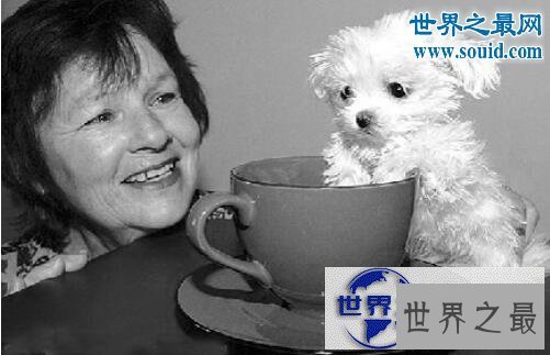 【图】世界最高大的狗，大乔治身长2.2米比人还高