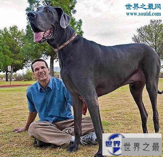 【图】世界最高大的狗，大乔治身长2.2米比人还高