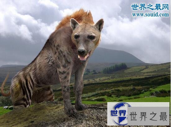 【图】世界最高大的狗，大乔治身长2.2米比人还高