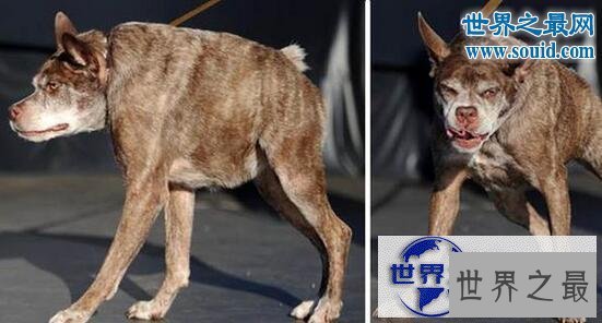 【图】世界最高大的狗，大乔治身长2.2米比人还高