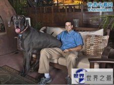 【图】世界最高大的狗，大乔治身长2.2米比人还高