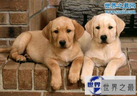 【图】世界最高大的狗，大乔治身长2.2米比人还高