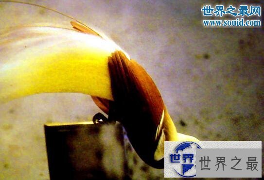 【图】最美丽的动物，极乐鸟(通往天堂的飞鸟)