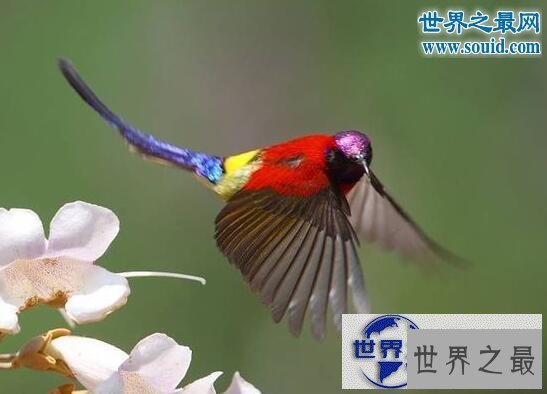 【图】最美丽的动物，极乐鸟(通往天堂的飞鸟)