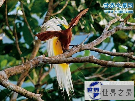 【图】最美丽的动物，极乐鸟(通往天堂的飞鸟)