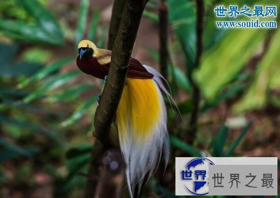 【图】最美丽的动物，极乐鸟(通往天堂的飞鸟)