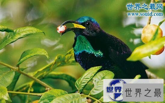【图】最美丽的动物，极乐鸟(通往天堂的飞鸟)