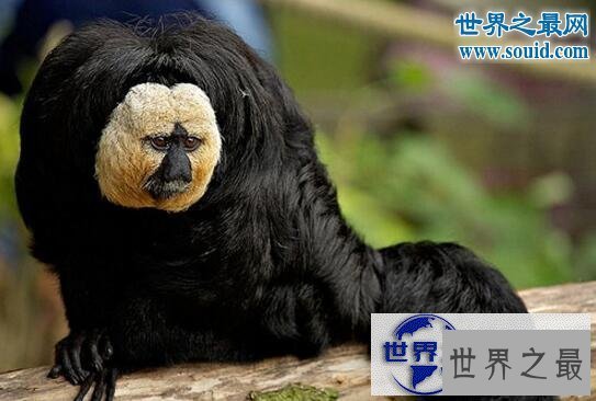 【图】世界上最有趣的动物，长着猪鼻子的大象(笑喷了