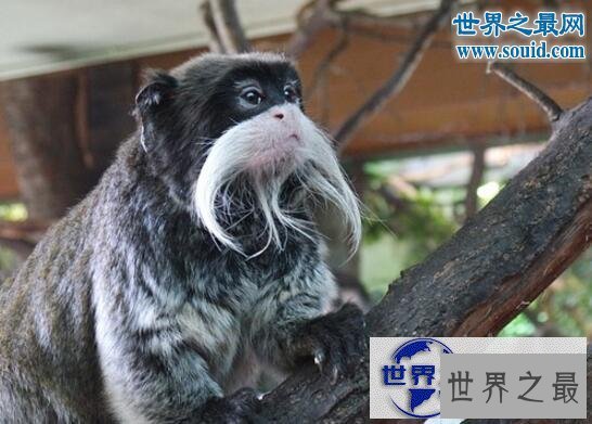 【图】世界上最有趣的动物，长着猪鼻子的大象(笑喷了