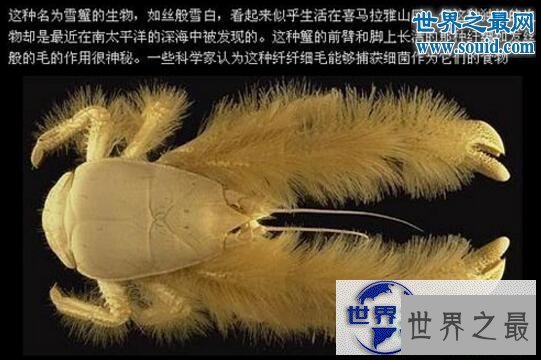 【图】世界上最有趣的动物，长着猪鼻子的大象(笑喷了