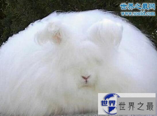 【图】世界上最有趣的动物，长着猪鼻子的大象(笑喷了