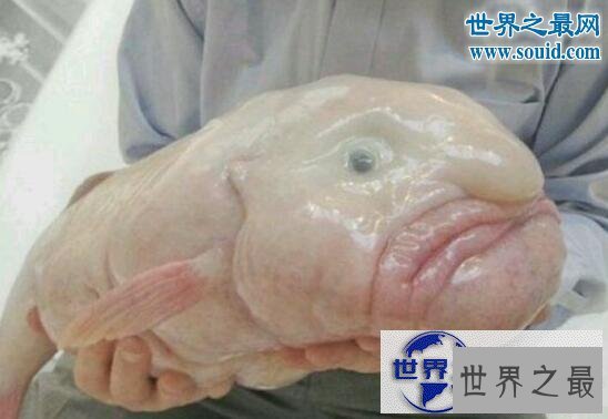 【图】世界上最有趣的动物，长着猪鼻子的大象(笑喷了