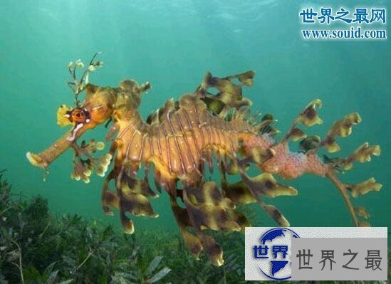 【图】世界上最有趣的动物，长着猪鼻子的大象(笑喷了