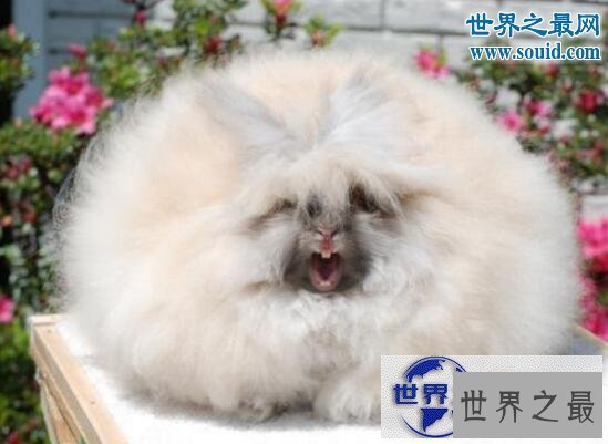 【图】世界上最有趣的动物，长着猪鼻子的大象(笑喷了