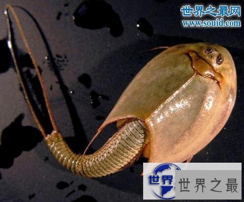 【图】世界上最有趣的动物，长着猪鼻子的大象(笑喷了