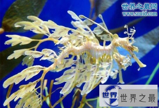 【图】世界上最有趣的动物，长着猪鼻子的大象(笑喷了